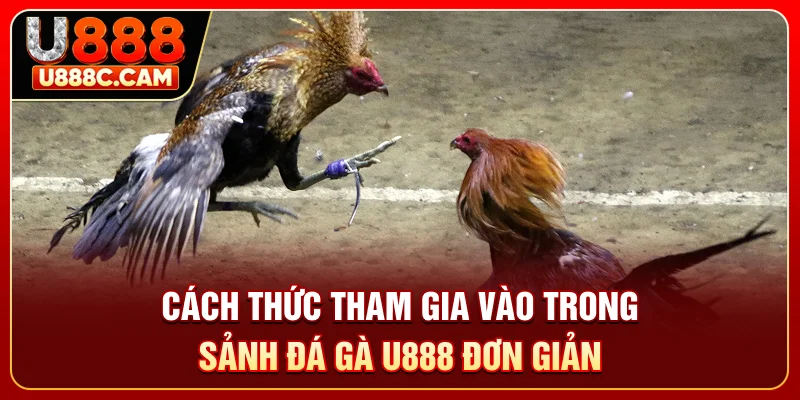 Cách thức tham gia vào trong sảnh đá gà U888 đơn giản