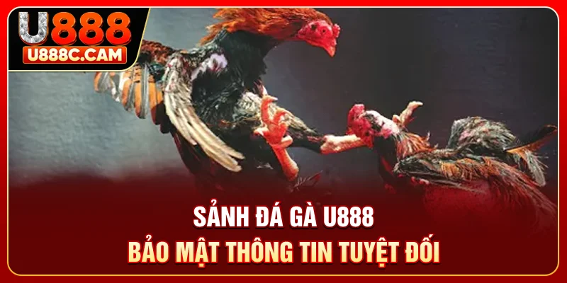 Sảnh đá gà U888 bảo mật thông tin tuyệt đối